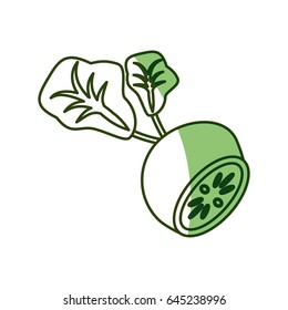Delicious radish vegetable