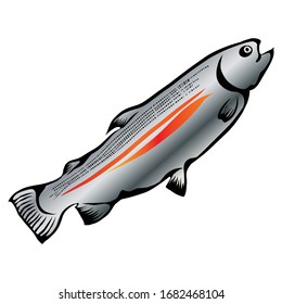 delicious rainbow trout in vector form
