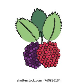 Delicious raspberries fruit