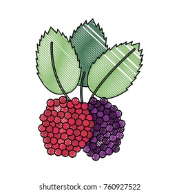 Delicious raspberries fruit