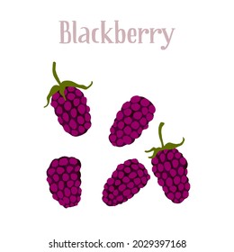 Delicious ripe blackberry. Different berries on the stem and without. Vector hand drawn flat isolated illustration with dry brush texture and hand written lettering for your design.