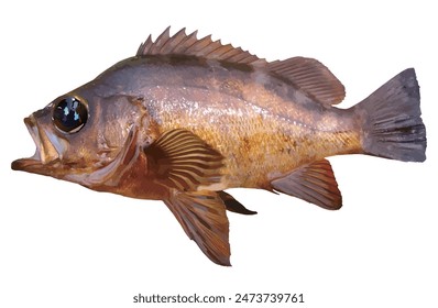 Delicious sea fish that lives in rocky reefs. A cut-out image of a black rockfish with big eyes, retouched to look like an illustration.