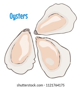 Delicious sea food - oysters with shell. Vector illustration isolated on white. 