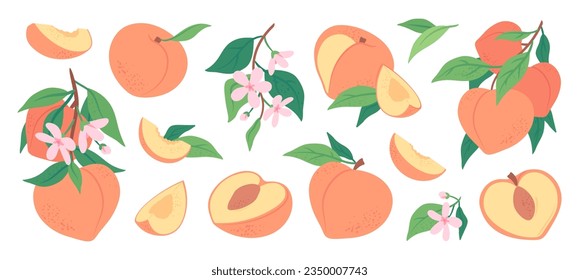 Delicious sweet ripe peaches, fresh juicy nectarine slices. Hand drawn branch with peach fruits, leaves and flowers, healthy vitamin rich food, vegetarian diet, natural organic summer fruit vector set