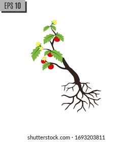 delicious  tomatoes grow from an to side down soil 