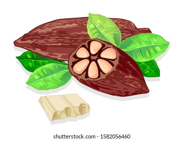 Delicious white chocolate bar made from cocoa beans. Fresh cacao pods and green leaves. Organic natural product. Source of carbohydrate. Sweet snack. Vector realistic isolated illustration.