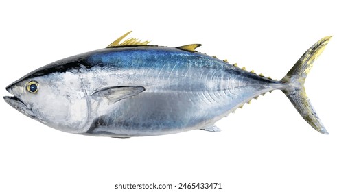 Delicious-looking sea diamond bluefin tuna with a fine physique. Realistic cutout white background illustration.