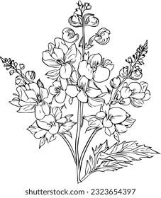 Delphinium botanical illustration, simple delphinium flower drawing, scientific larkspur botanical illustration, delphinium grandiflorum blue butterfly,black and white larkspur flower vector art.