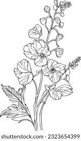 Botanische Delphinium-Illustration, einfache Delphinium-Blütenzeichnung, wissenschaftliche Larkspur-botanische Illustration, Delphinium grandiflorum-blauer Schmetterling, schwarz-weißer Larkspur-Blumenvektor-Kunst.