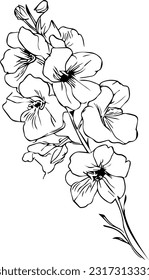 delphinium flower drawing, Monochrome hand drawn doodle flowers larkspur, sketch for coloring page, vector illustration botanical delphinium drawing black and white delphinium tattoo black and white, 