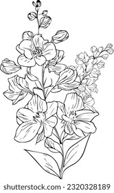 Delphinium isolated, hand-drawn floral element. vector illustration bouquet of larkspur, sketch art beautiful delphinium july birth flower tattoo, coloring page for adults, vintage delphiniun drawing,