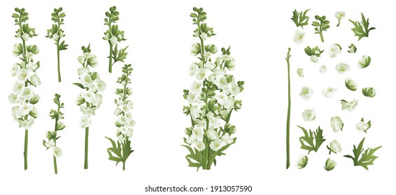 Delphinium larkspur einzeln auf weißem Kompilations-3D-Vektorgrafik-Set. Realistische Blumenteile, weiße und grüne Blumen, Blätter. Bouquet-Teile. Alternative Medizin, Fototherapie. botanisch 