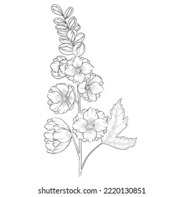 Delphinium-Umriss-Vektorgrafik