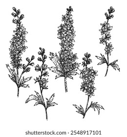 delphinium set hand drawn. blooms blue, spikes cottage, garden toxic delphinium vector sketch. isolated black illustration