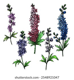 delphinium set hand drawn. blooms blue, spikes cottage, garden toxic delphinium vector sketch. isolated color illustration