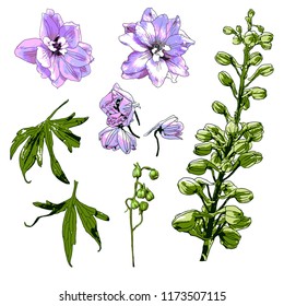 Delphinium Vector Illustrations