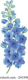 Delphinium vector stock illustration. Larkspur blooming flowers. Blue winter peony buds. Isolated on white background.