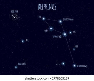 Delphinus (The Dolphin) constellation, vector illustration with the names of basic stars against the starry sky 