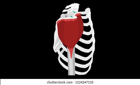 Deltoid muscle on the skeleton. Isolate on black background