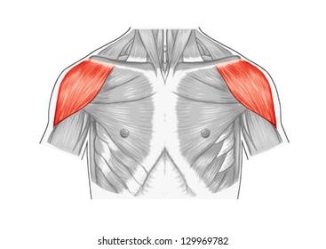 Deltoid Muscle Of The Shoulder, Muscles Of Chest, Thorax, Brisket, Breast, Bust - Didactic Board Of Anatomy Of Human Muscular System