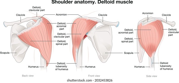 Deltoid muscle of the shoulder. Vector illustration