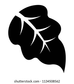 Deltoid shaped leaf with one big vein in the middle manifesting bolleana poplar leaf icon 
