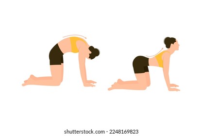 Demonstrating cat pose yoga asana isolated on the white background. Vector illustration