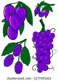 Demonstration of blue garden berries