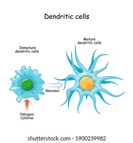 dendritic cell is an antigen-presenting cells. immune system. close-up of process of maturation from Immature to Mature dendritic cells. vector illustration for medical Poster