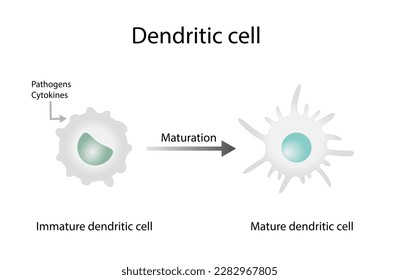 Dendritic cell is an antigen-presenting cells. Cells of immune system. Maturation from Immature to Mature dendritic cells. Scientific design. Vector illustration.