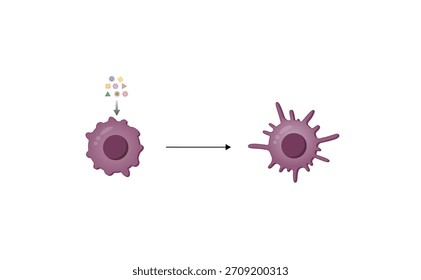 Dendritische Zelle ist eine Antigen-präsentierende Zelle. Zellen des Immunsystems Reifung von unreifen zu reifen dendritischen Zellen. Wissenschaftliches Design. Vektorgrafik.