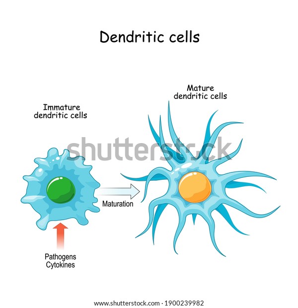 dendritic cell is\
an antigen-presenting cells. immune system. close-up of process of\
maturation from Immature to Mature dendritic cells. vector\
illustration for medical\
Poster
