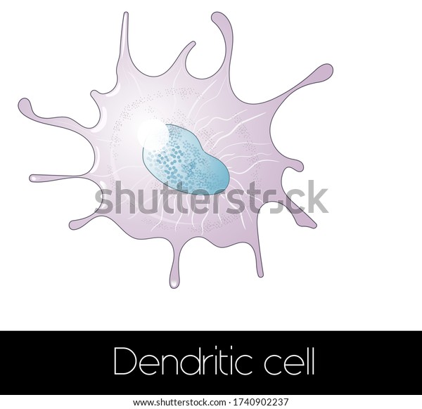 dendritic\
cell of immune system vector illustration\
eps
