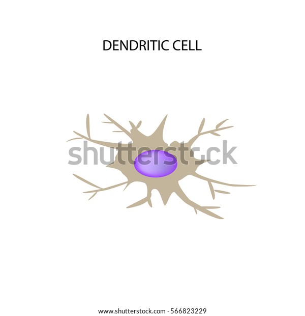 Dendritic Cell Immunity Infographics Vector Illustration Stock Vector ...