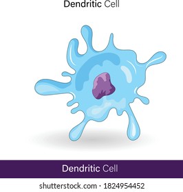 dendritic cell or also known as  accessory cells of immune system phagocytosis and antigen presentation and links the innate and adaptive immune system vector illustration eps in white background 