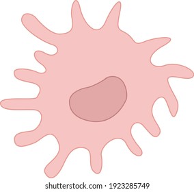 Dendritic Cell, Pink, hematoxylin stained
