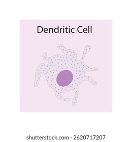 Dendritic Cell schematic illustration. Biological simple diagram showing immune sell structure.