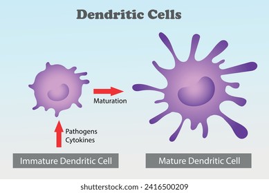 Dendritic Cells diagram. Science education vector illustration