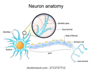 Dendritic spine. Neuron anatomy. Learning and memory. Neuronal plasticity. Neural communication. Transmission of the nerve signal between two neurons with axon and synapse. Vector illustration