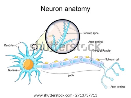 Dendritic spine. Neuron anatomy. Learning and memory. Neuronal plasticity. Neural communication. Transmission of the nerve signal between two neurons with axon and synapse. Vector illustration