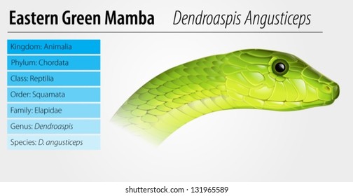 Dendroaspis angusticeps - Eastern Green Mamaba