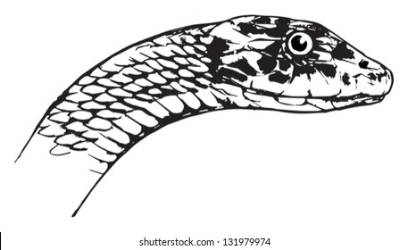 Dendroaspis angusticeps - Mamaba verde oriental