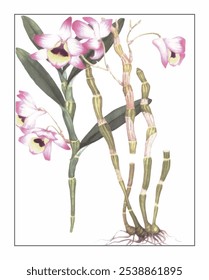 Dendrobium nobile, hand-painted floral and botanical painting, hand-painted herbal painting, natural herbs.