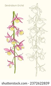 Dendrobium orchid flower isolated on beige. Line art pink flower.