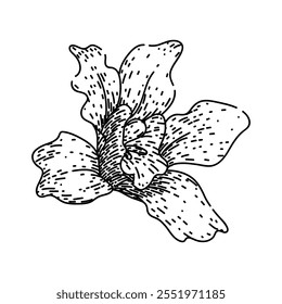 orquídea dendrobium desenhada à mão. vanda cymbidium, miltonia oncidium, epidendrum bulbophyllum dendrobium orchid vetor sketch. ilustração em preto isolado