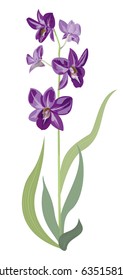 Dendrobium phalaenopsis orchid, purple flowers, green stem and leaves on white background, digital draw, vector botanical illustration for design
