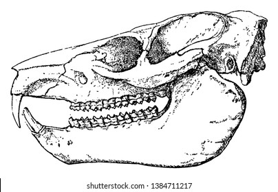 Dendrohyrax Dorsalis also called the western tree dassie is a species of tree hyrax within the family Procaviidae, vintage line drawing or engraving illustration.