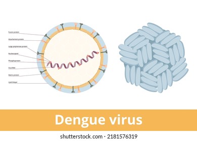 Dengue-Virus. Das Dengue-Virus (DENV) ist die Ursache des Dengue-Fiebers. Es ist ein von Mücken übertragenes, einzelnes Positiv-RNA-Virus. Virion enthält RNA-Strang, Proteine und Hülle.