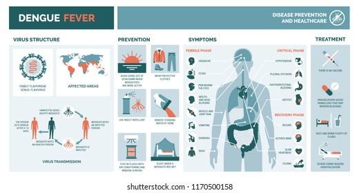 Dengue virus infographic: virus structure, transmission, prevention, symptoms and treatment