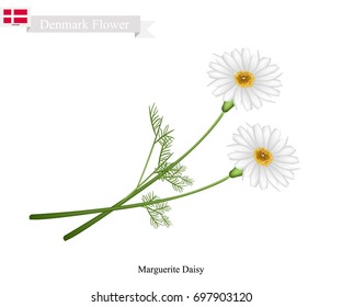 Denmark Flower, Illustration of Marguerite Daisy. The National Flower of Denmark.